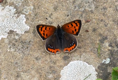 Very fine, fresh ' blue badge ' Small Copper<br />Herstmonceux. 15.8.2022.