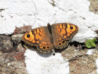 9/10 A very fresh female Wall Brown basking appropriately on a wall.