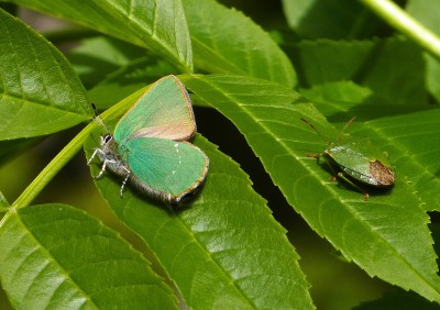 Green Hairstreak and Shield Bug.