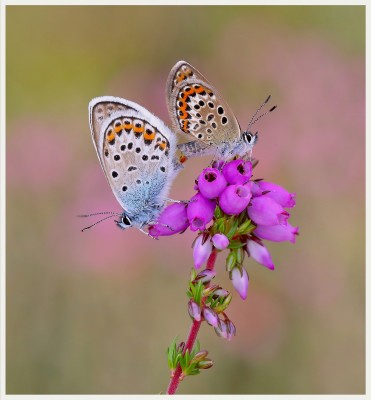 Silver-studded Blues