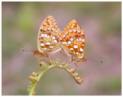 High Brown Fritillaries