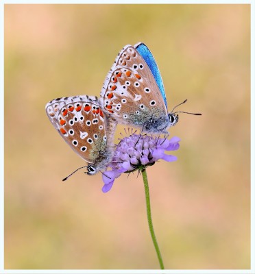 Adonis Blues