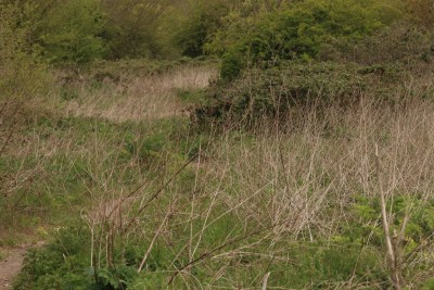 Context shot, the tangle of white stems are last years nettle growth.