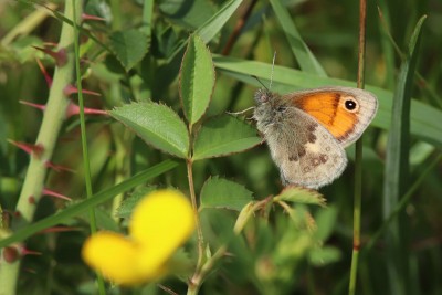 Small Heath, Epping Forest.JPG