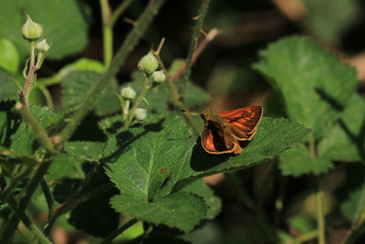 Large Skipper male, Chobham Common #1.JPG