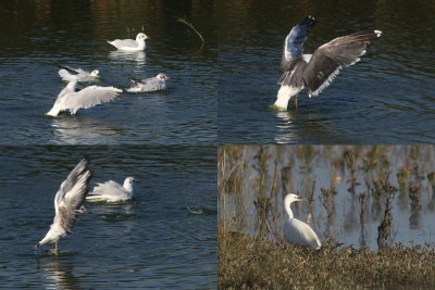 Some bathing Gulls and a hunting Little Egret ended my day in Essex.