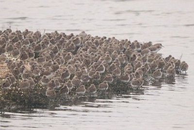 Dunlin