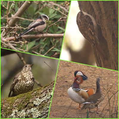 Long-tailed Tit, Treecreeper, Mistle Thrush, Mandarin Duck.