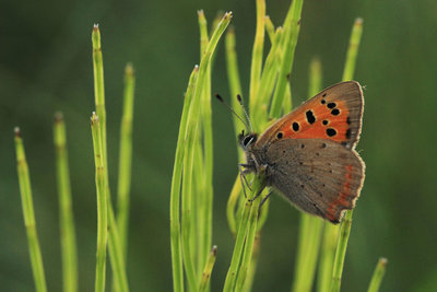 Small Copper male, Bookham Commons.JPG