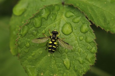 Hoverfly (Xanthogramma sp.)