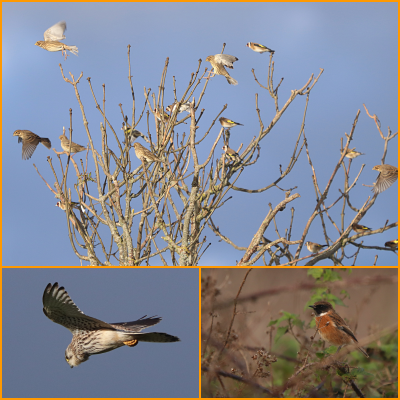 Goldfinch and Corn Bunting, Kestrel, male Stonechat