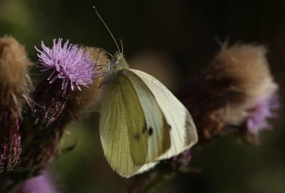 Small White female, Chobham Common #7.JPG