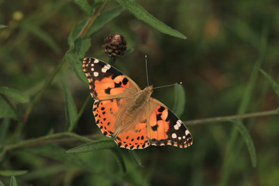 Painted Lady, Bookham Commons.JPG