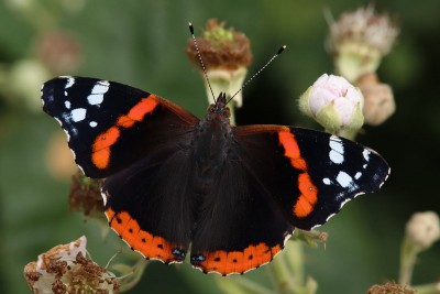 Red Admiral ab. ocellata, captive reared.JPG