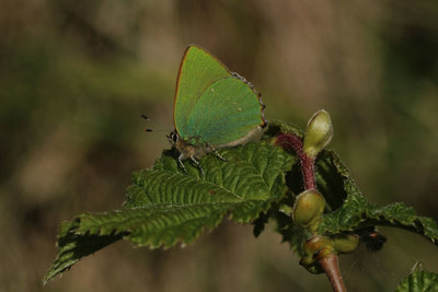 Green Hairstreak, Denbies Hillside #2.JPG