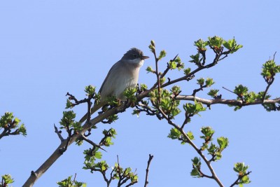 First Whitethroat of the year