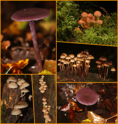 Fungi.png