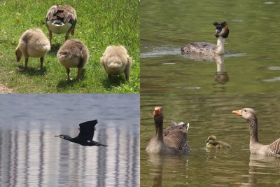 Greylag Geese, Great-crested Grebe &amp; Cormorant