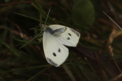 Small Whites courting, Hadleigh Country Park #10.JPG