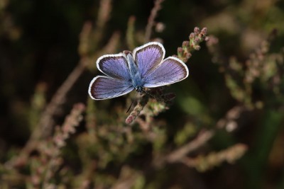 Silver-studded Blue male, Chobham Common.JPG