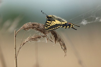 Swallowtail, Hickling Fen.JPG