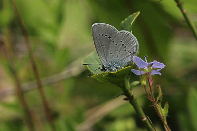 Small Blue female, Hutchinson's Bank.JPG