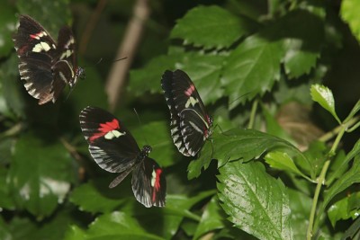 (probably) Postmen (Heliconius melpomene)