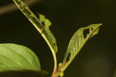 2nd instar and egg