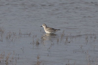 Grey Plover