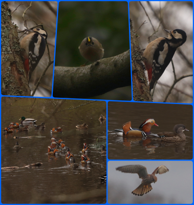 Great-spotted Woodpecker, Goldcrest, Mandarin Ducks, Kestrel