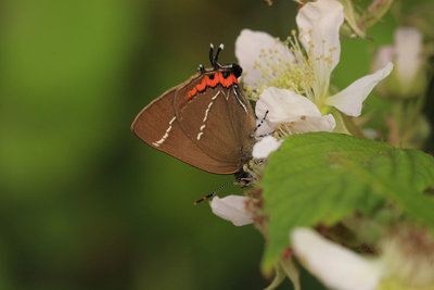 White-letter Hairstreak female, Hadleigh Country Park #3.JPG