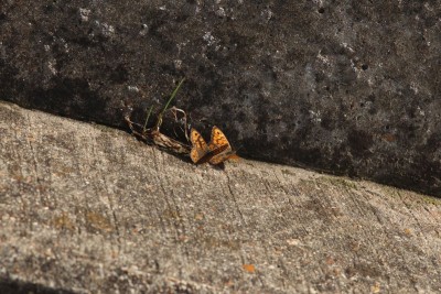 A female rebuffing the males eager headbutting moves