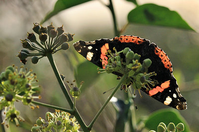 Red Admiral, Two Tree Island.JPG