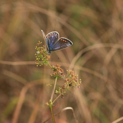 Common Blue female, Denbies Hillside.JPG