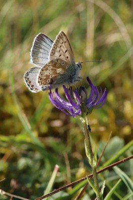 Chalkhill Blue male, Perry Hill.JPG