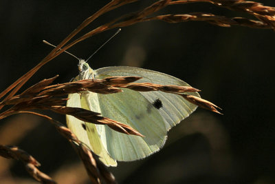 Small White male, Bookham Commons.JPG