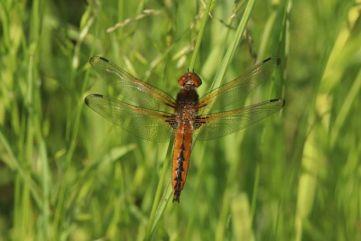 Scarce Chaser