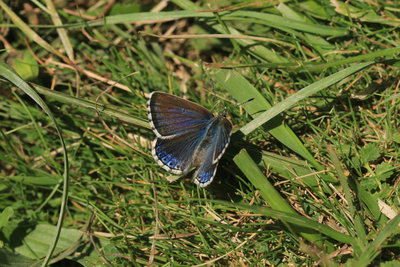 Adonis Blue female, Mill Hill, Shoreham.JPG
