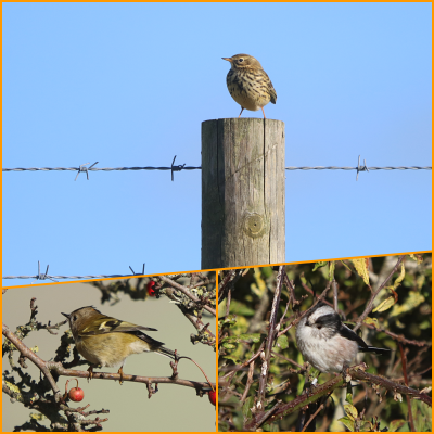 Meadow Pipit, Goldcrest, Long-tailed Tit