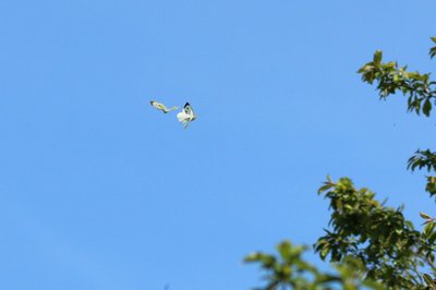 Large Whites courting, Walthamstow Marshes #2.JPG