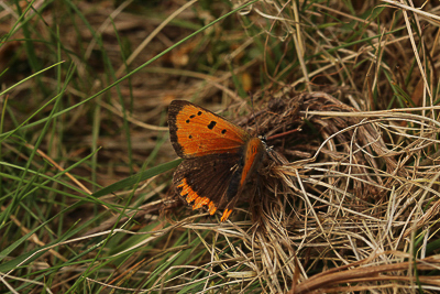 Small Copper female, reduced spotting ab., Epping Forest.JPG