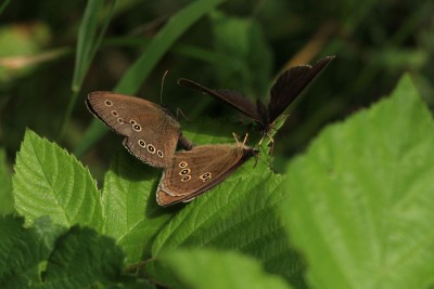 Ringlet mating, Bookham Commons.JPG