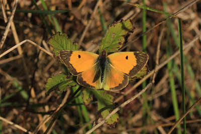 Clouded Yellow male, Hadleigh Country Park.JPG