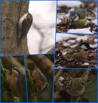 Treecreeper, Blue Tit, Coal Tit, Nuthatch, Goldcrest with lunch.