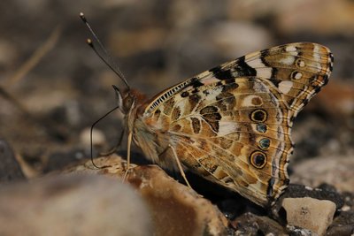 Painted Lady, North Downs Way #1.JPG