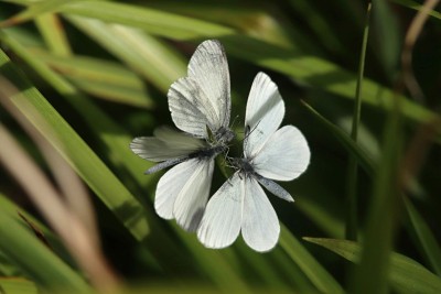 Wood White courting, Chiddingfold Forest.JPG