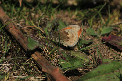 Small Heath, Newhaven Tidemills.JPG