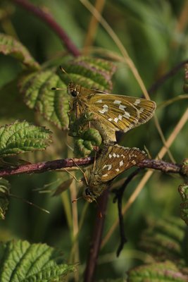 Silver-spotted Skippers mating, Malling Down #3.JPG