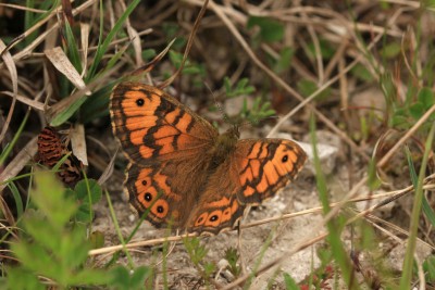 Wall female, Battlesbury Hillfort.JPG