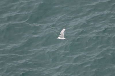 'Wingtips dipped in ink' = Kittiwake